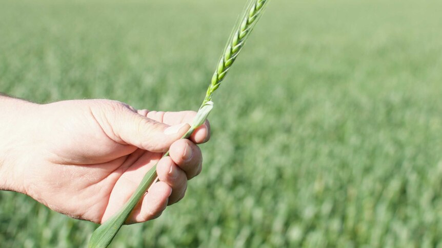 A farmer's hand holds a stem of wheat.