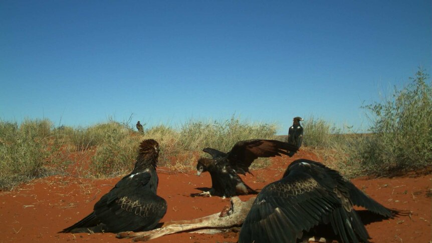 Eagles scavenging a kangaroo carcass