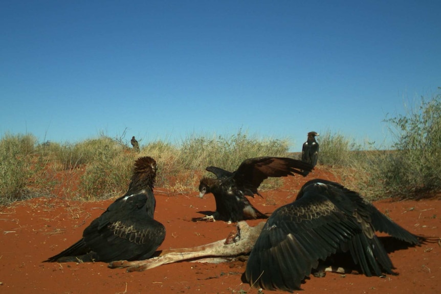 Eagles scavenging a kangaroo carcass