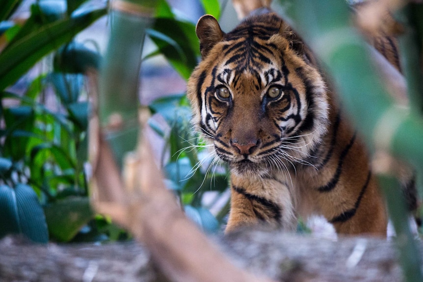 Kemiri the Sumatran tiger in foliage.