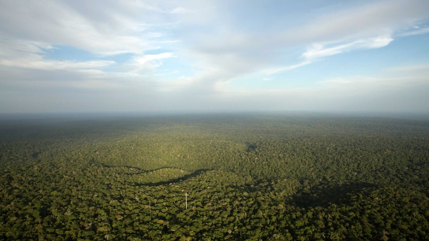 A birdseye view of a vast forest stretching into the distance.