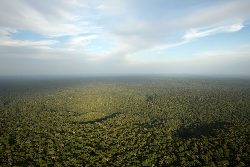 Amazon rainforest birdseye