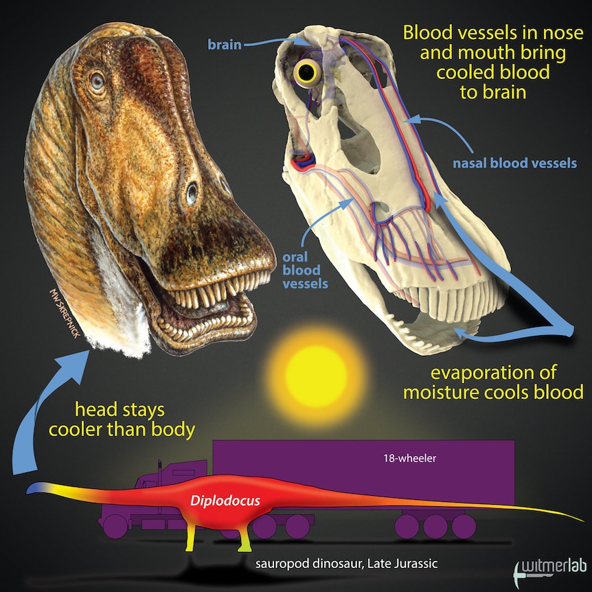 Infographic of a diplodocus head showing blood vessels in the nose and mouth that it used to cool its brain