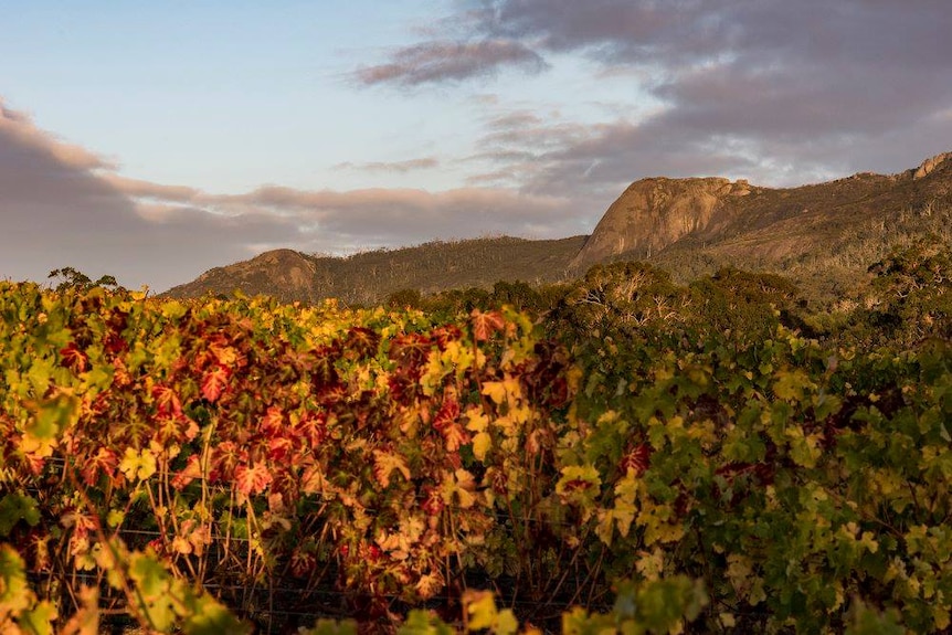 Dukes vineyard with the Porongurups in the background