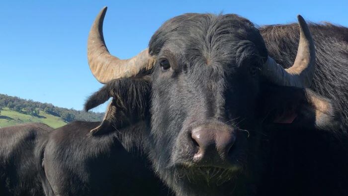 a Riverine buffalo close-up.