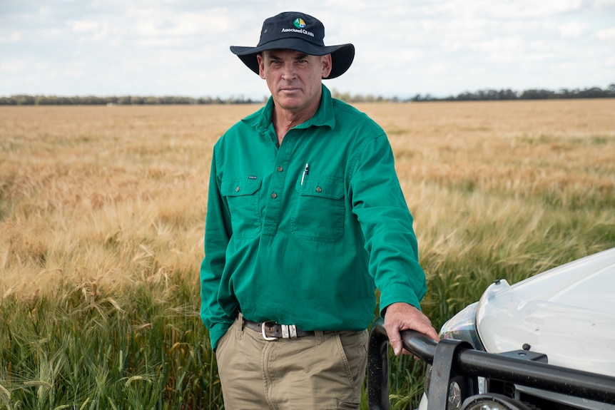 Dalby farmer Mark Schurrs standing in front of a wheat crop, October 2020.