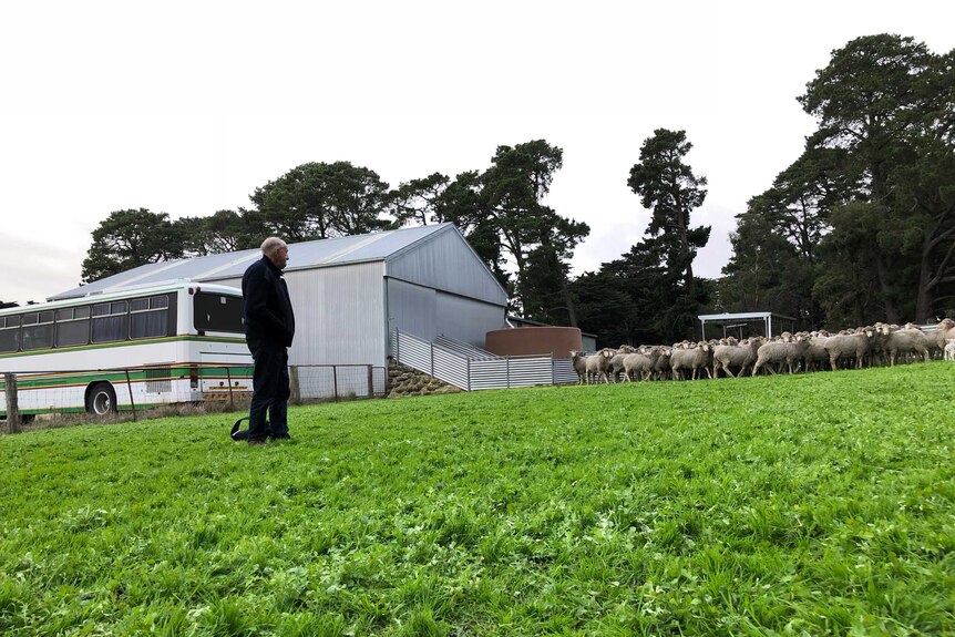 a farmer stand in the foreground watching a small flock of woolly merino sheep