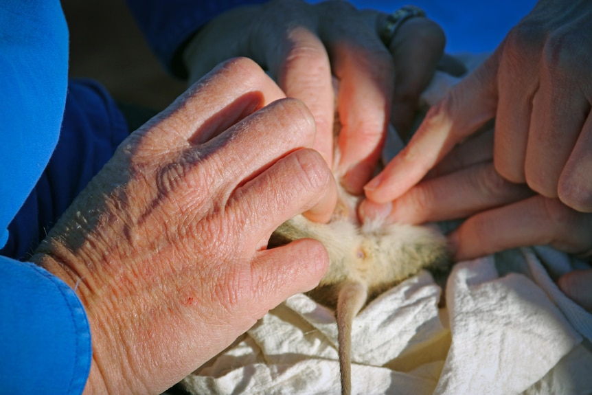 Two hands look inside a bilby pouch