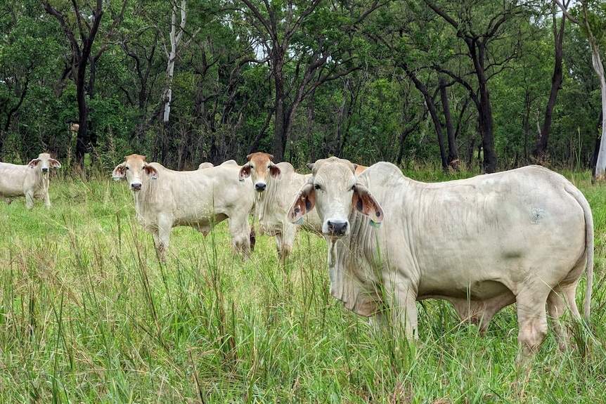 Brahman cattle standing in a green paddock.