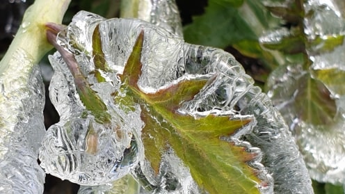 A leaf is completely coated in a layer of frozen water.