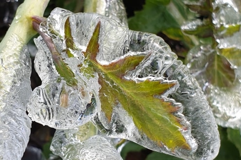 A leaf is completely coated in a layer of frozen water.