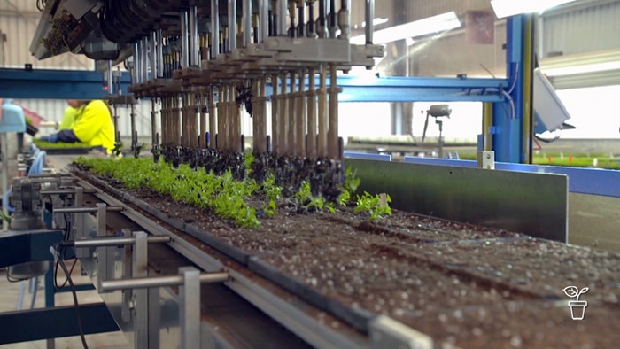 Factory machinery placing plant seedlings into trays of soil