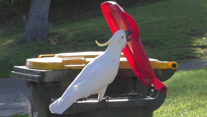 White cockatoo is opening a red bin lid with its beak