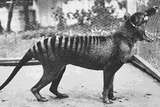 Benjamin, the last thylacine in captivity