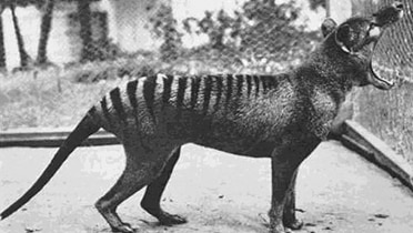 Benjamin, the last thylacine in captivity, at Beaumaris Zoo Hobart in 1933.