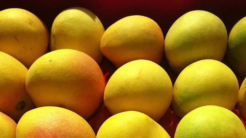 Mangoes from the Northern Territory
