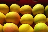Mangoes from the Northern Territory