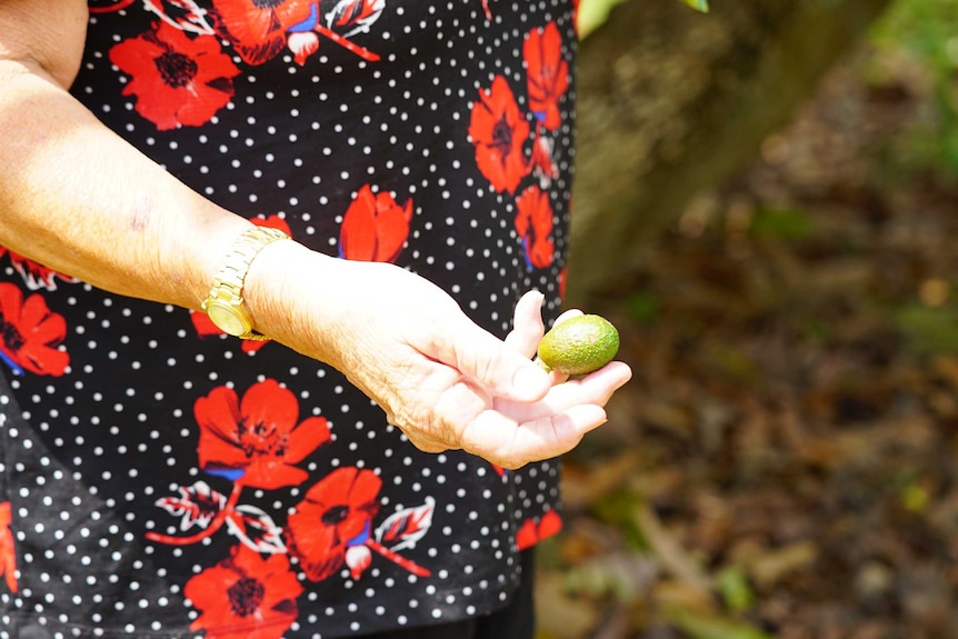 Donna Duncan's avocados.