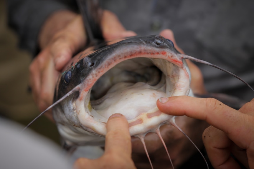 A catfish with its mouth open.
