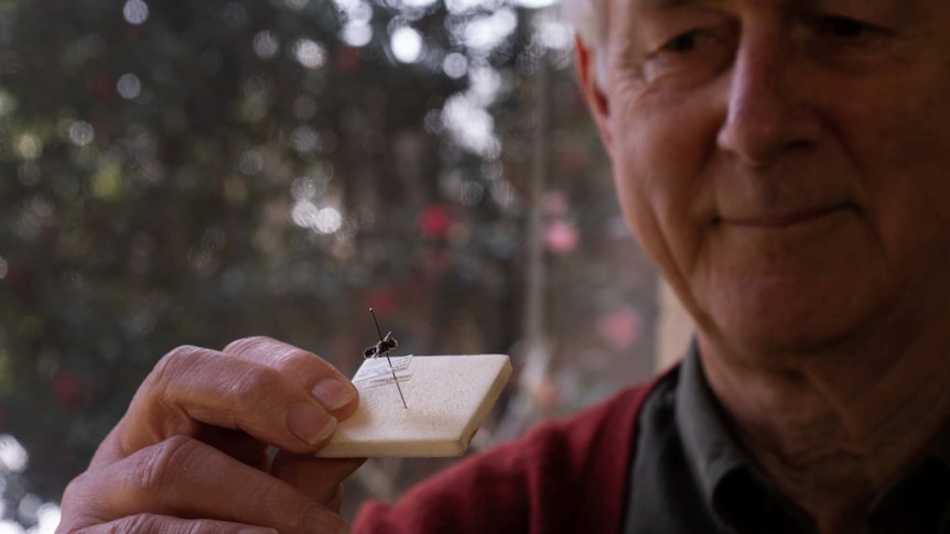 Michael Batley holding a bee