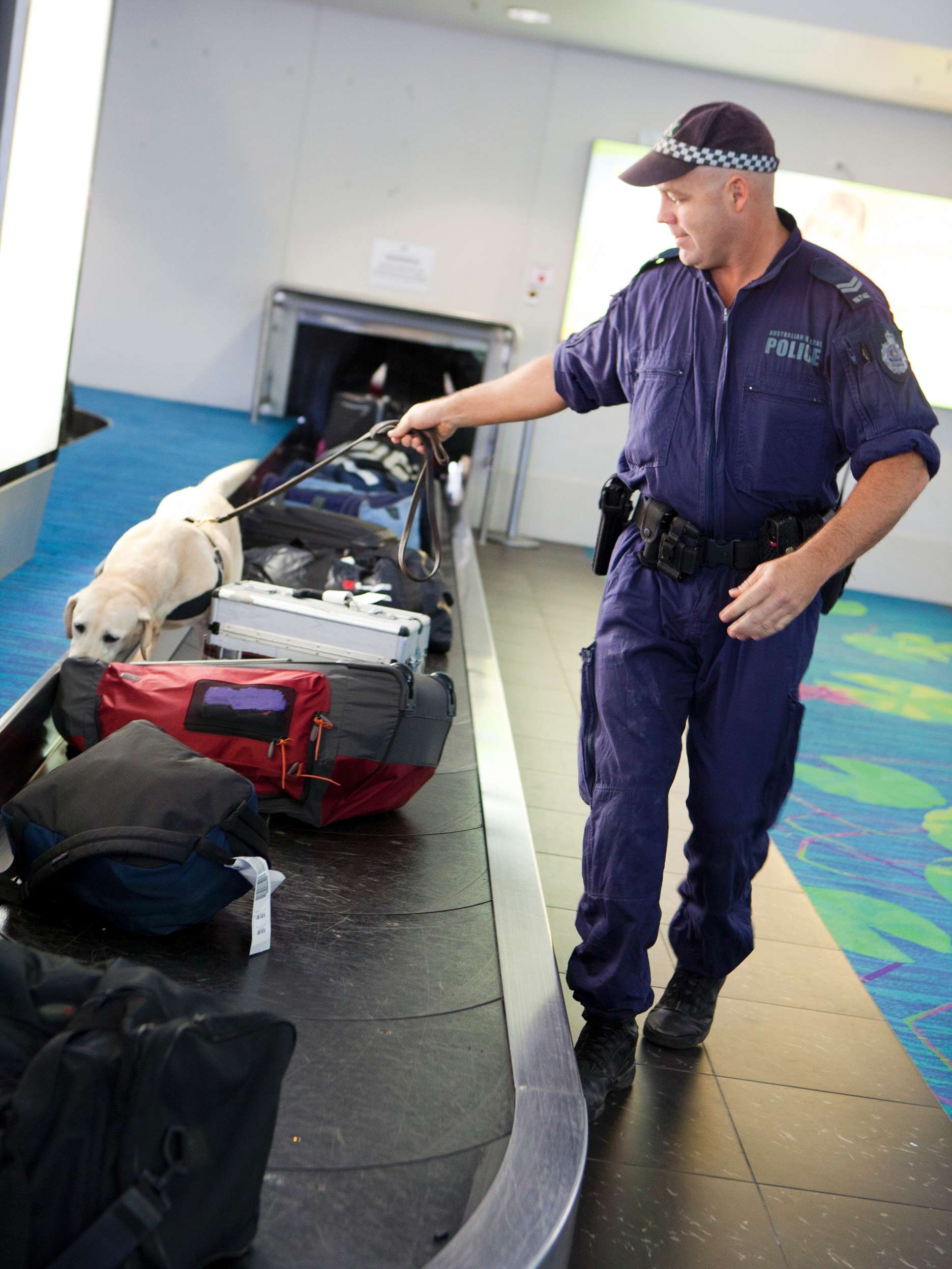 Sniffer dogs How do the AFP's airport fourlegged staff seek out