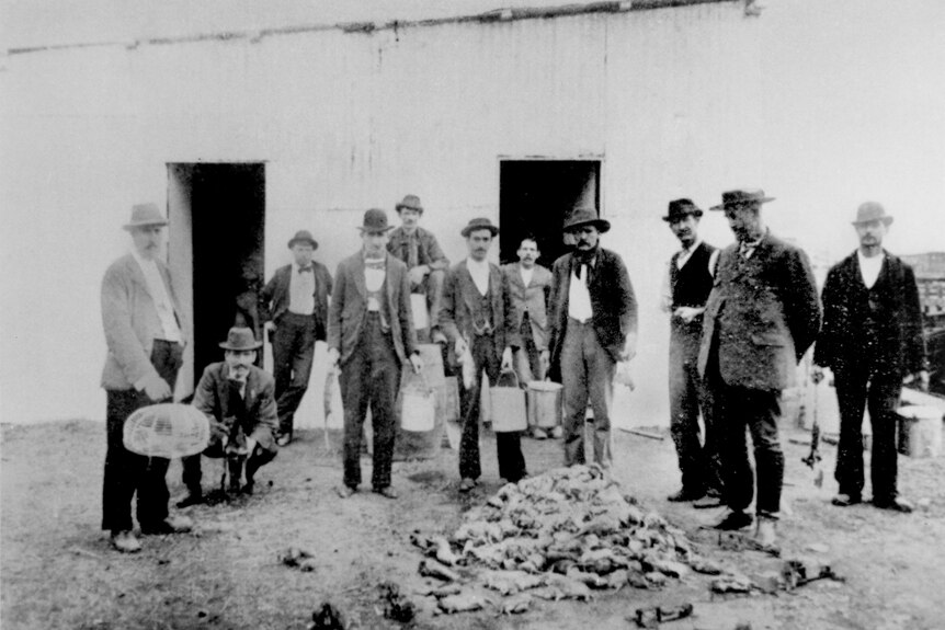 Officials and health workers inspect a mound of dead rats in Brisbane c1900