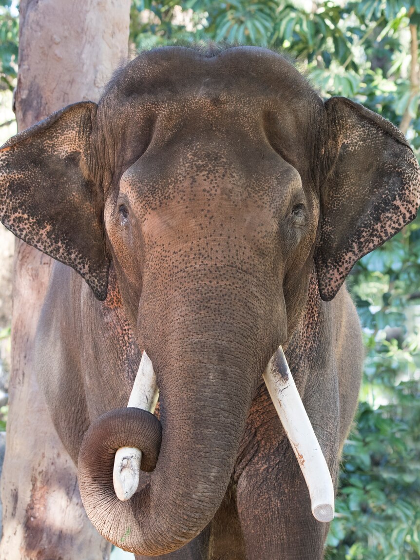 An elephant looking at the camera with its trunk wrapped around one tusk