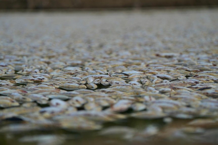 Millions of fish bodies floating in the river