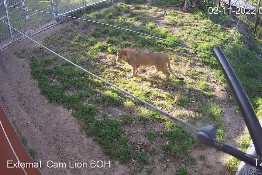 A large lion patrols near a wire fence