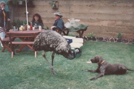 backyard scene with two people sitting at picnic table, emu and brown dog in foreground on lawn