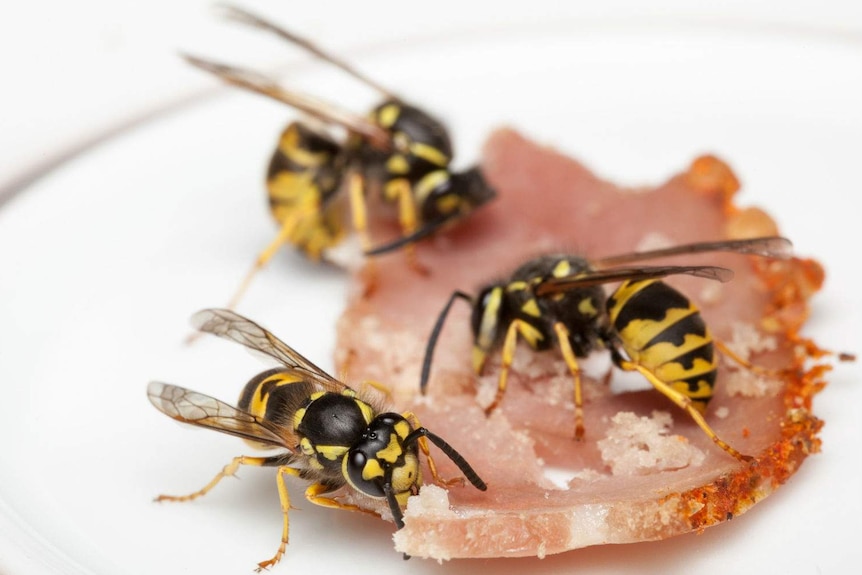 Three wasps nibbling on a piece of bacon.