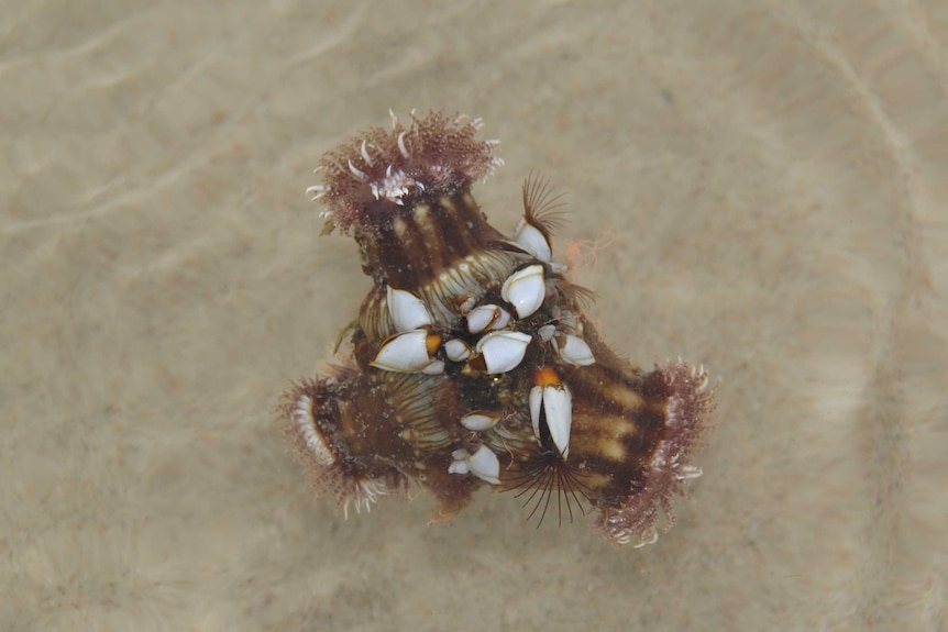 Floating pumice rock with three anemones attached to it in shallow water