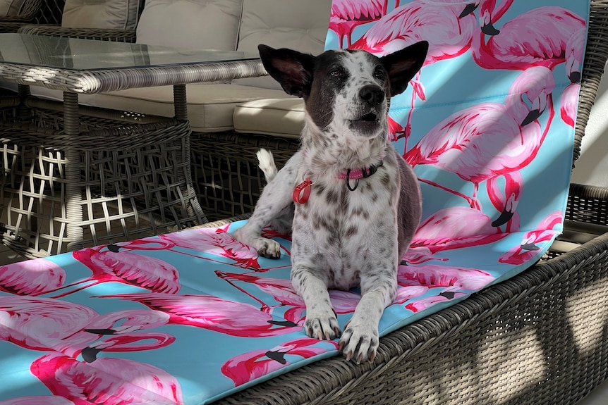 black and white spotty dog sitting on a lounge chair 