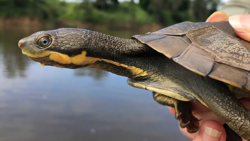 A Manning River Turtle