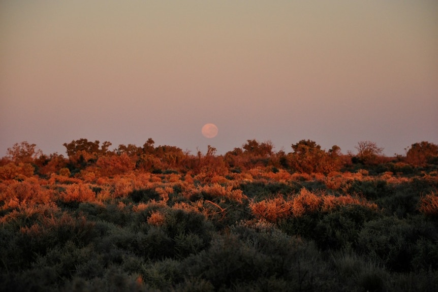 Boolcoomatta Reserve at dawn