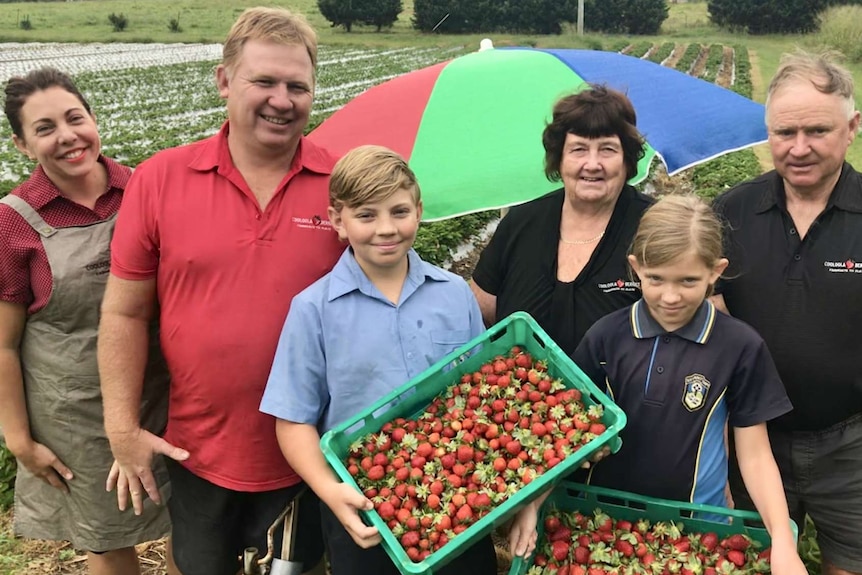 The family looks at the camera, holding strawberries, with a strawberry patch behind them.