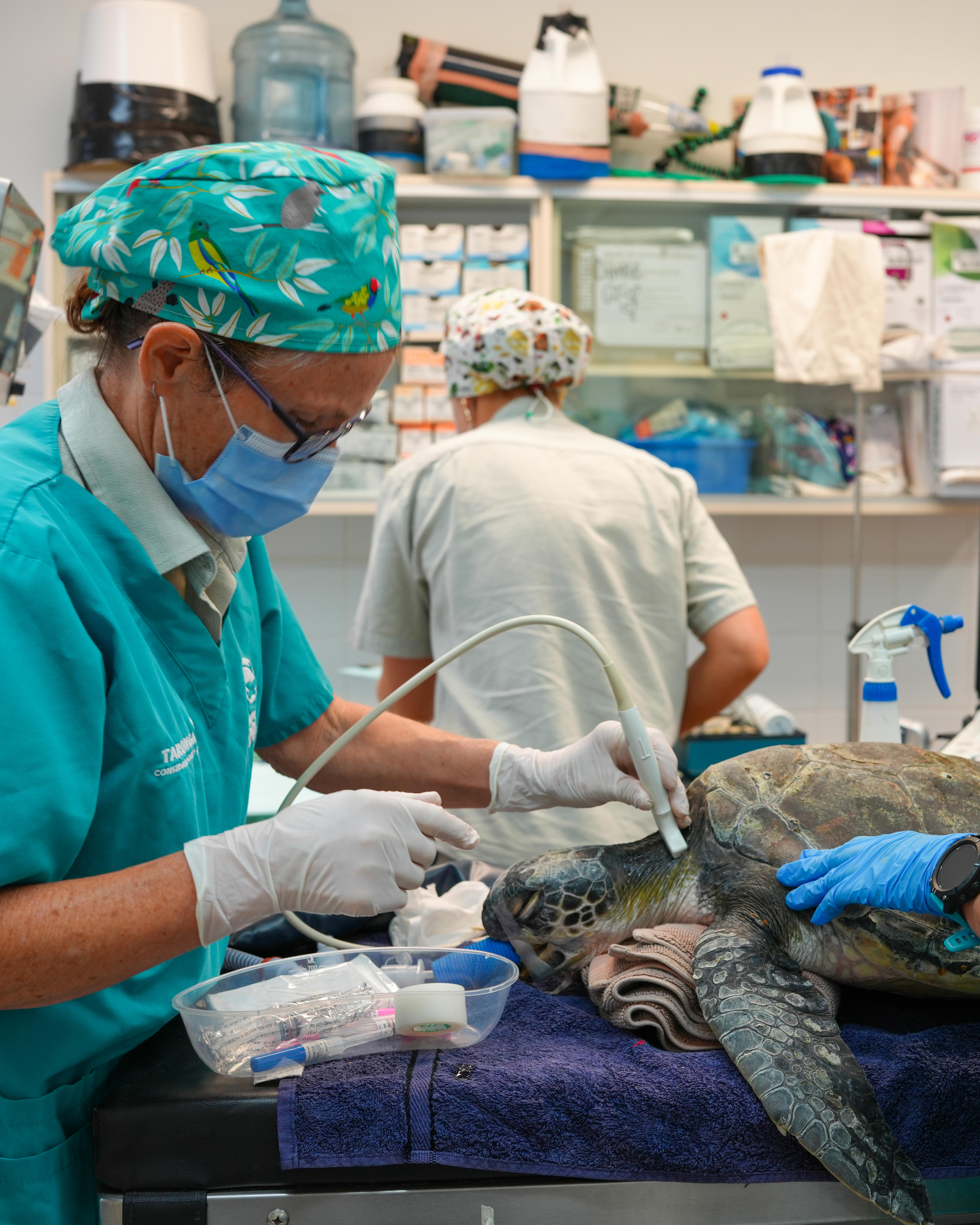 Paciente de tortuga verde en Taronga Wildlife Hospital con grave enredo en hilo de pescar