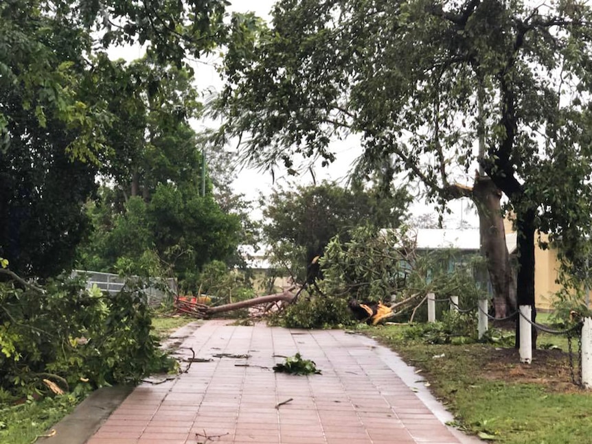 Fallen tree branches cover a footpath