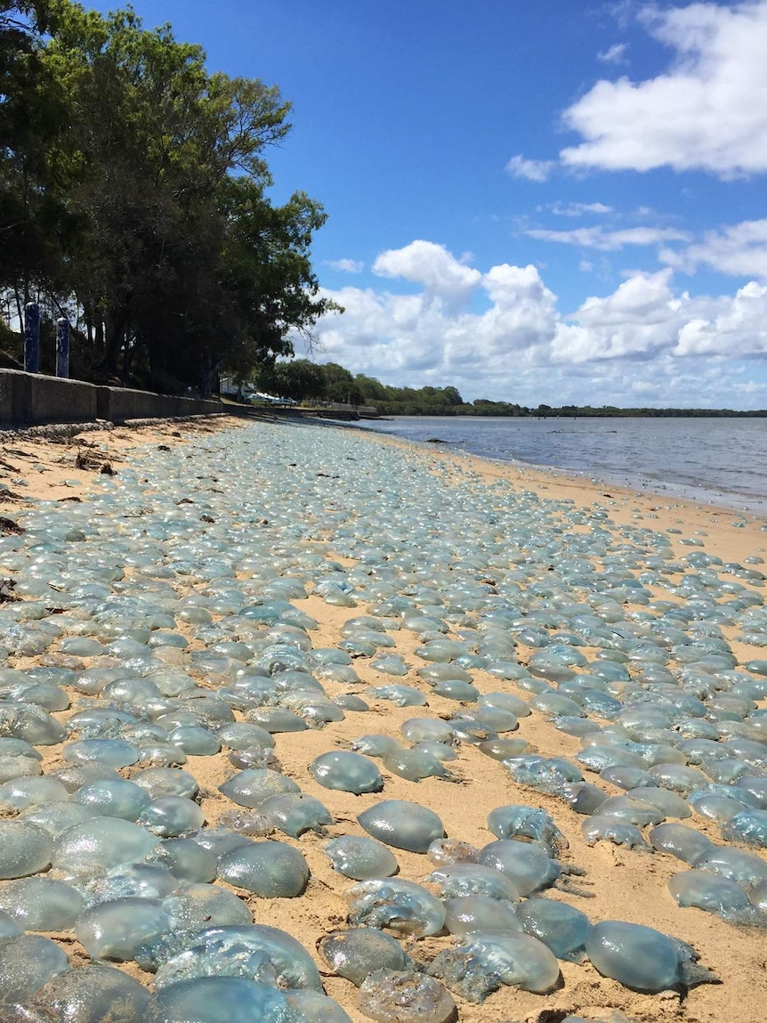 Blue jellyfish line the beach at Deception Bay.