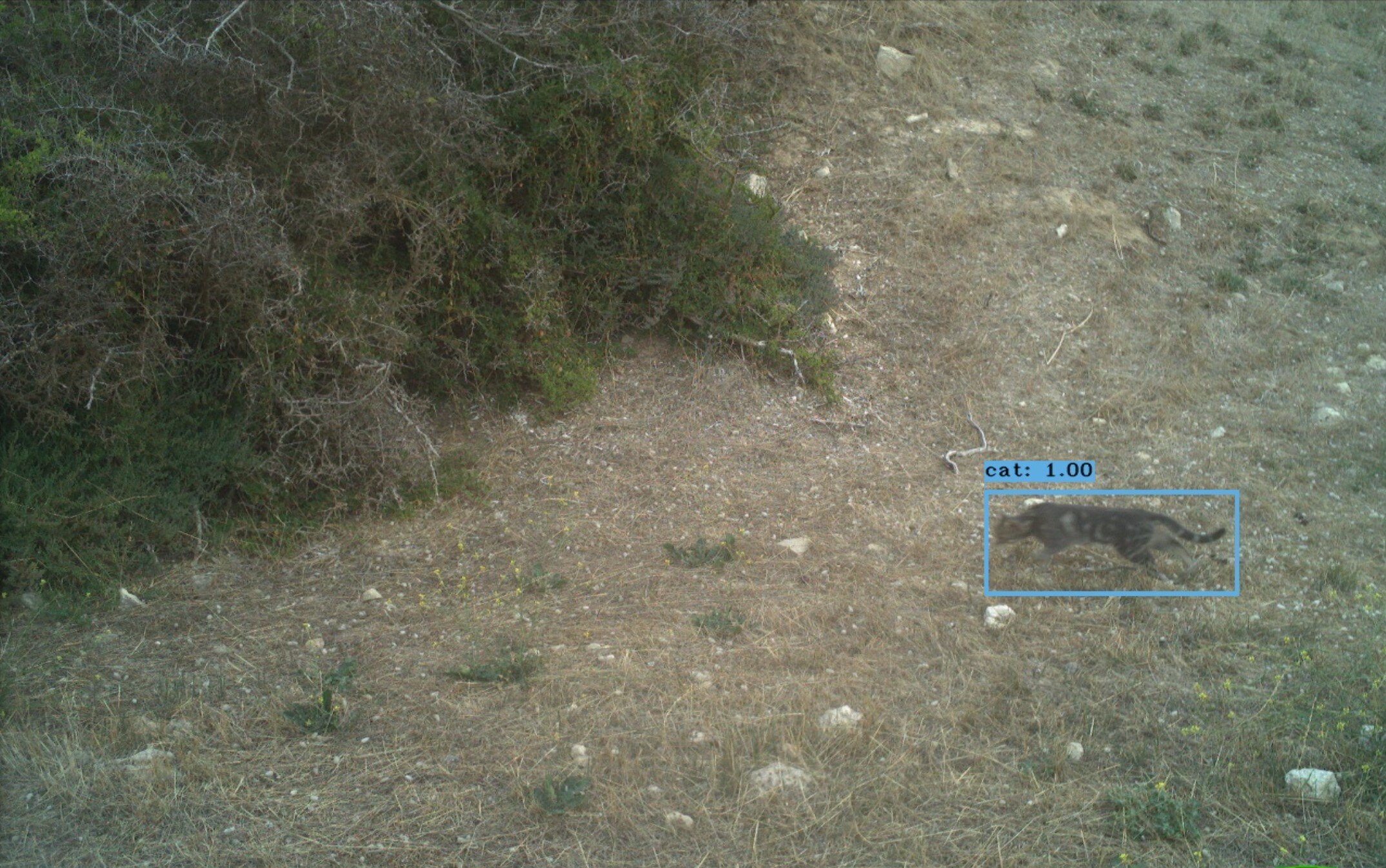 A cat running along a grassy field on Kangaroo Island.