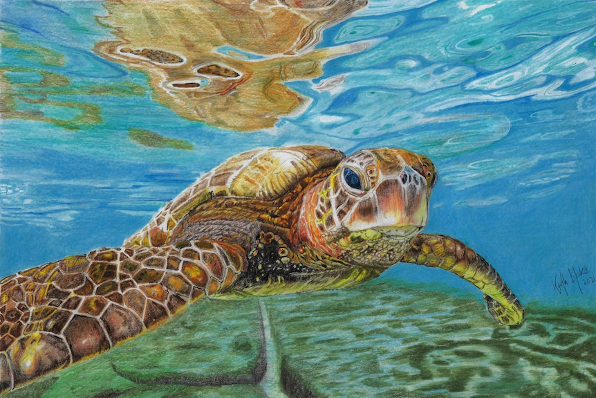Drawing of a turtle in coloured pencils