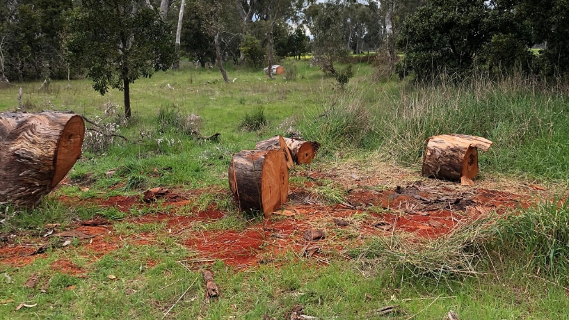illegally cut down red gums in Nangeela state forest in Victoria's south west