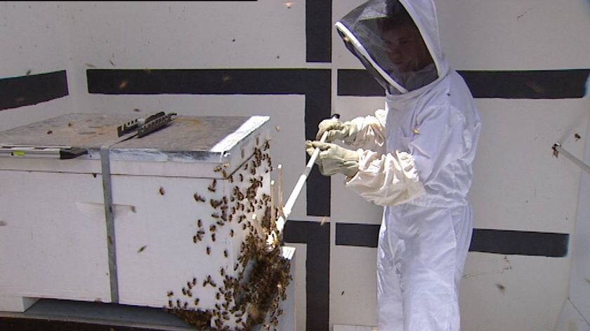 High hopes for this season's honey production in SA