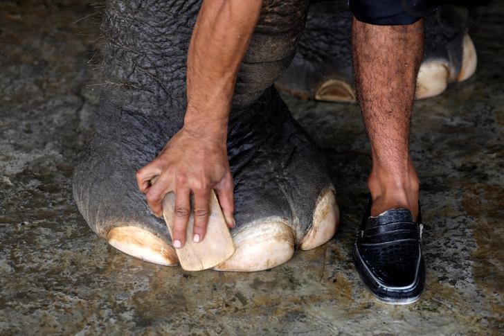 A handler's hand works its way across female elephant's foot with a brush during her bath at Indian elephant hospital