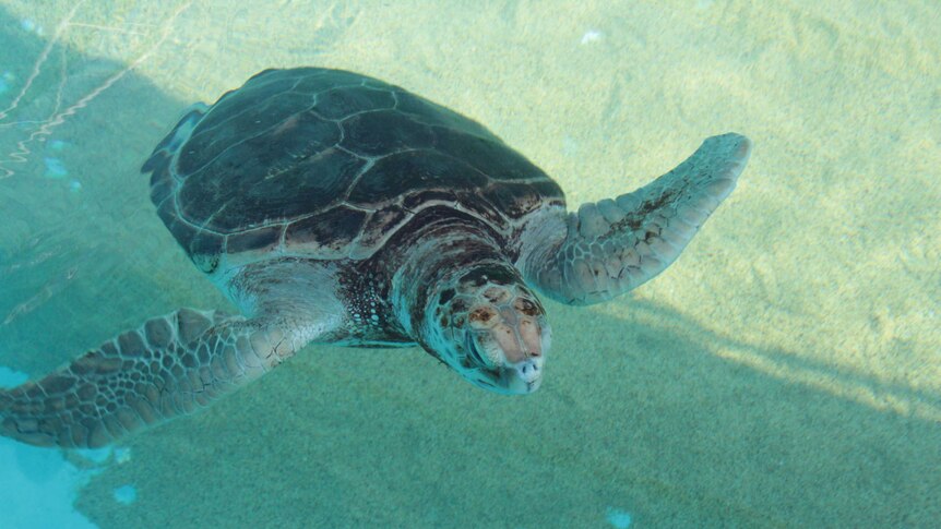 A green sea turtle in a tank