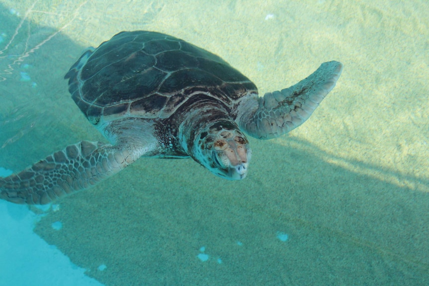 A green sea turtle in a tank