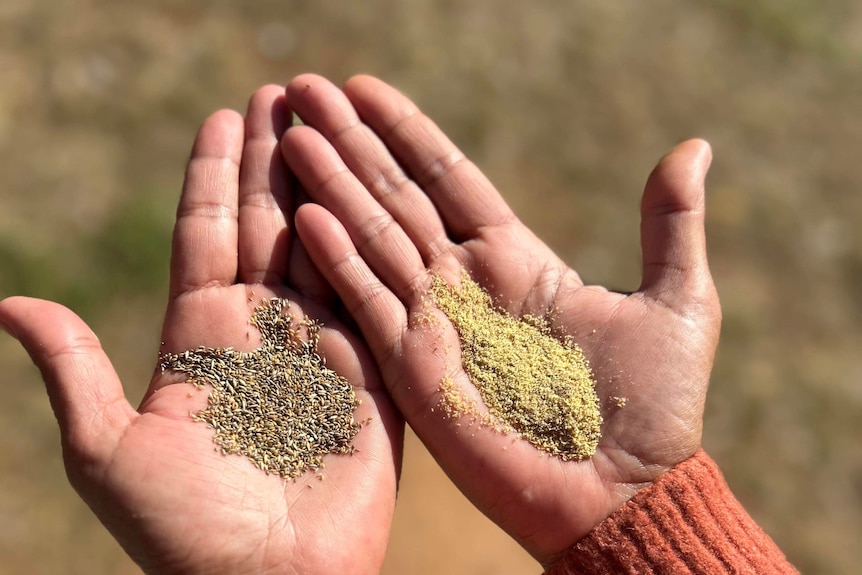 Hands gold grain and flour