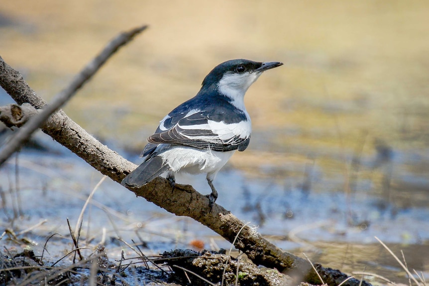 A medium sized black and white bird sitting on a branch.