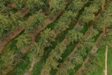 An aerial shot looks down from above at lines of trees planted in the dirt.