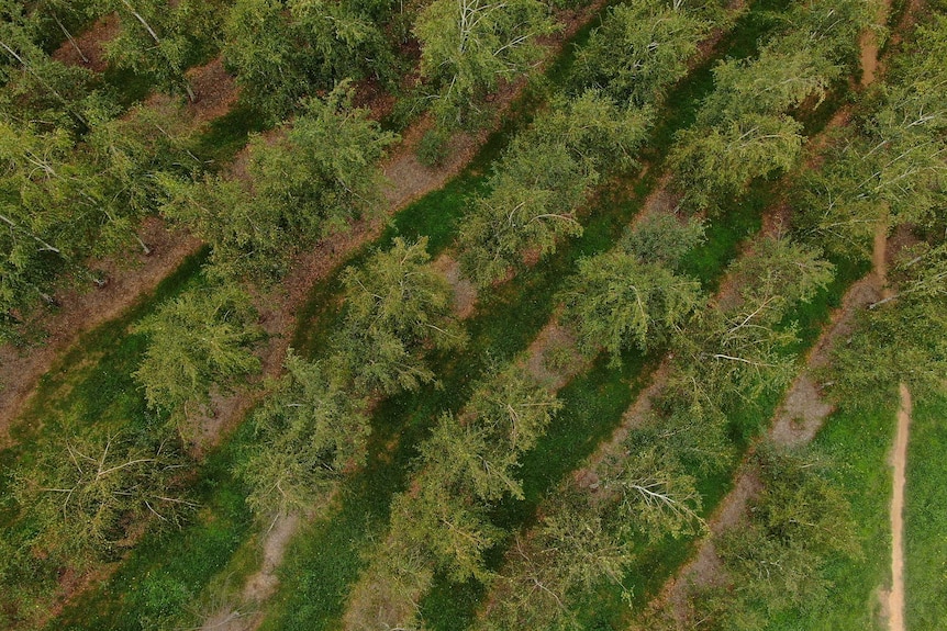 An aerial shot looks down from above at lines of trees planted in the dirt.